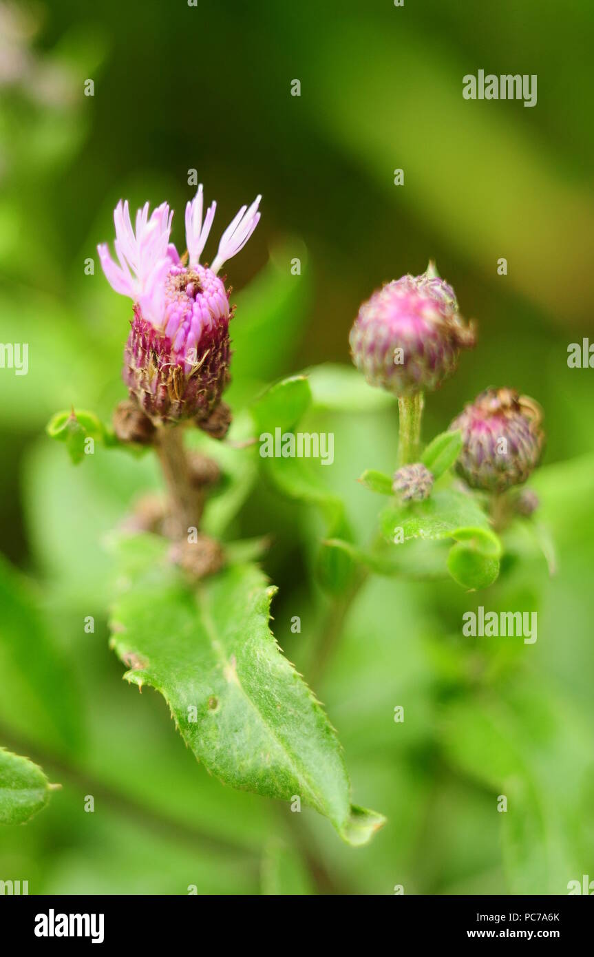Bud Feld Pflanze blüht rosa Blume, Makro Stockfoto