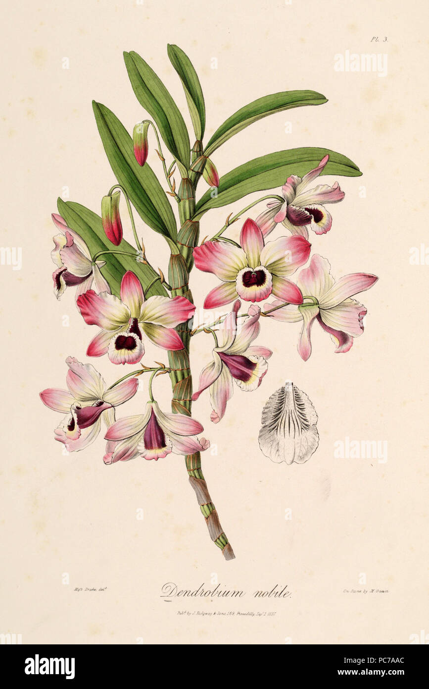 158 Dendrobium Nobile - Sertum-Lindley pl. 3 (1838) Stockfoto