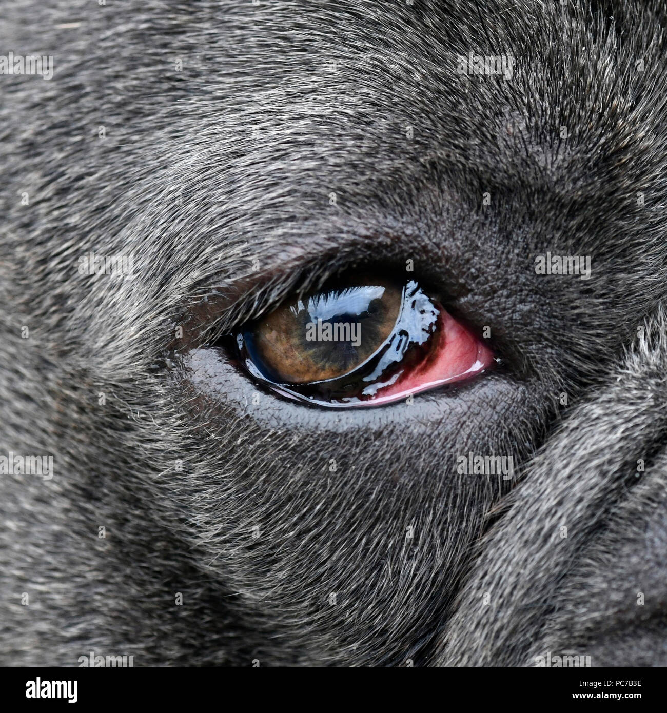 Blaue französische Bulldogge mit schlechten geschwollene Augen aufgrund  einer Infektion, Hunde Auge betrachtet von der Seite, in einem  quadratischen Format, selektiven Fokus auf Anzeige Kopie Stockfotografie -  Alamy