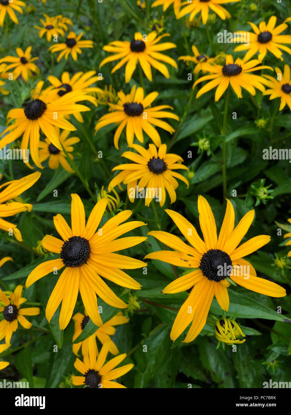 Englischer Garten mit coneflower und Black Eyed Susans. Stockfoto