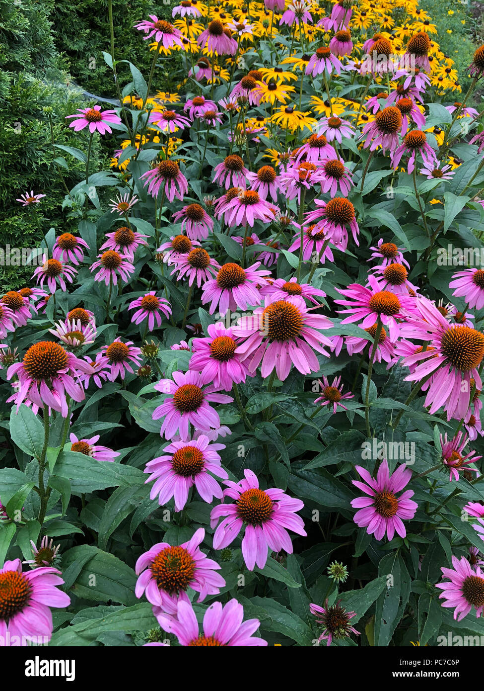 Englischer Garten mit coneflower und Black Eyed Susans. Stockfoto