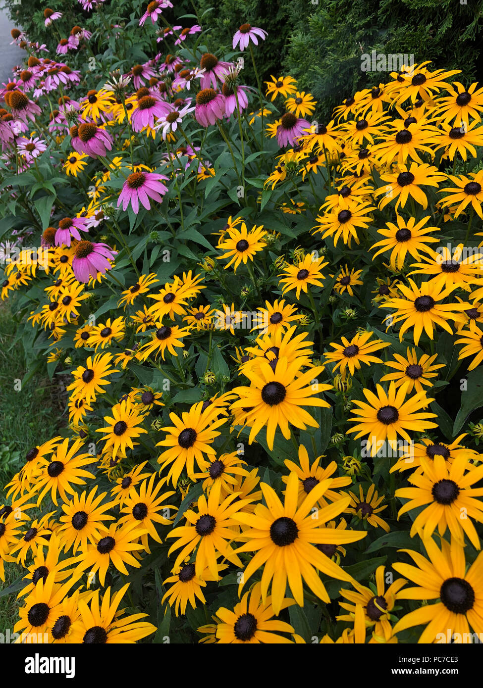 Englischer Garten mit coneflower und Black Eyed Susans. Stockfoto