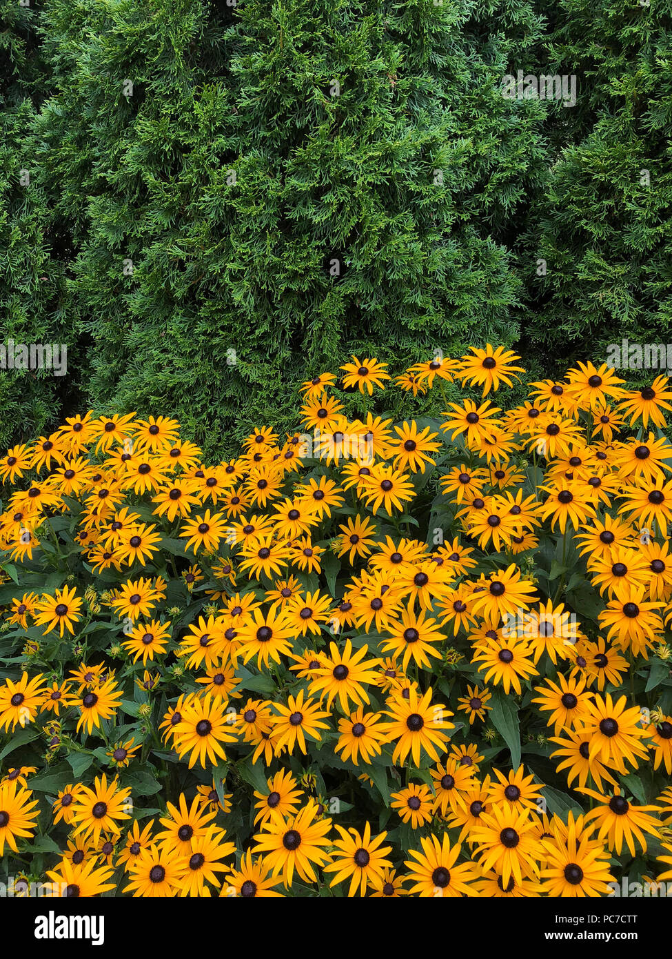 Englischer Garten mit coneflower und Black Eyed Susans. Stockfoto