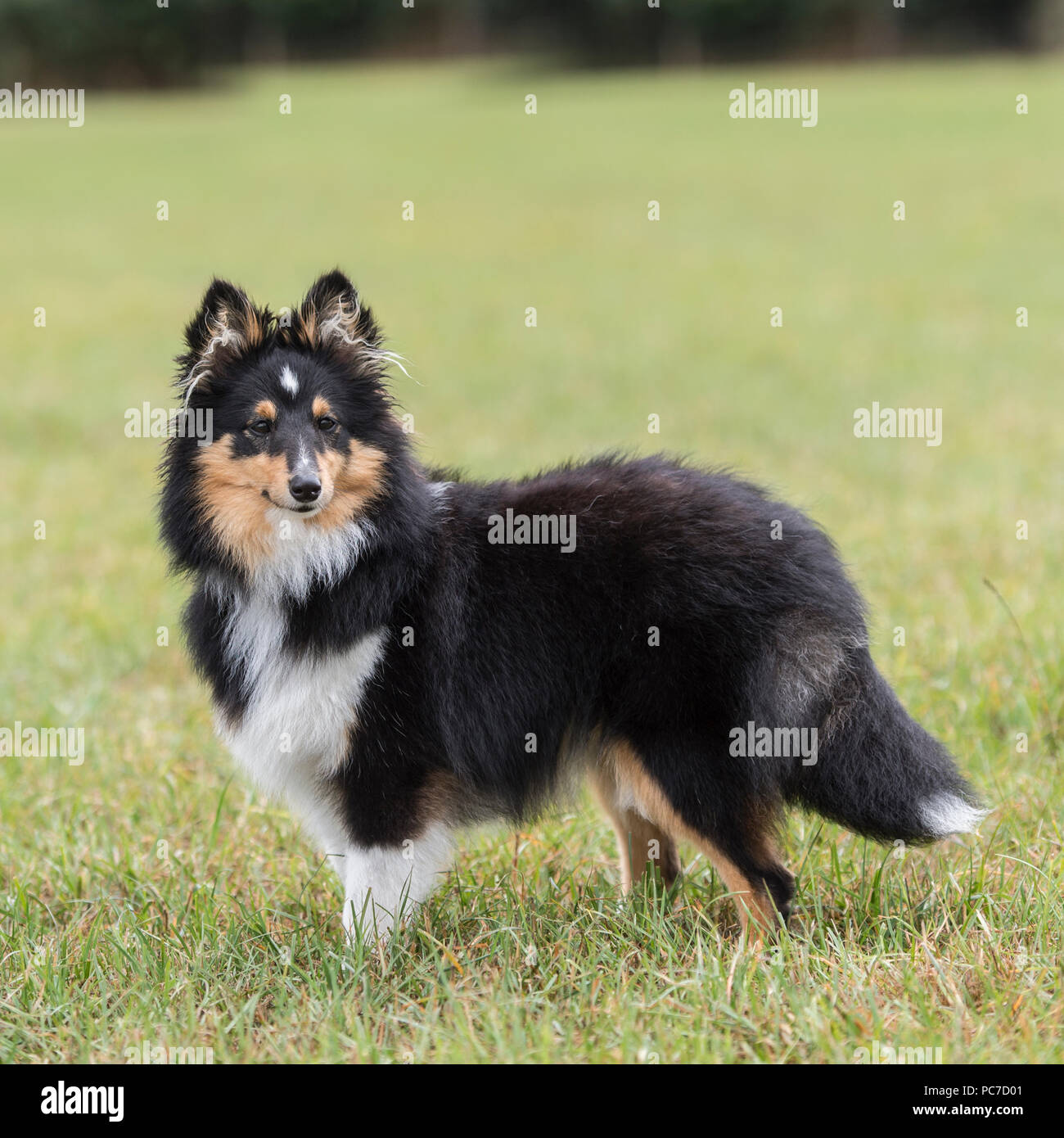 Shetland sheepdog Stockfoto
