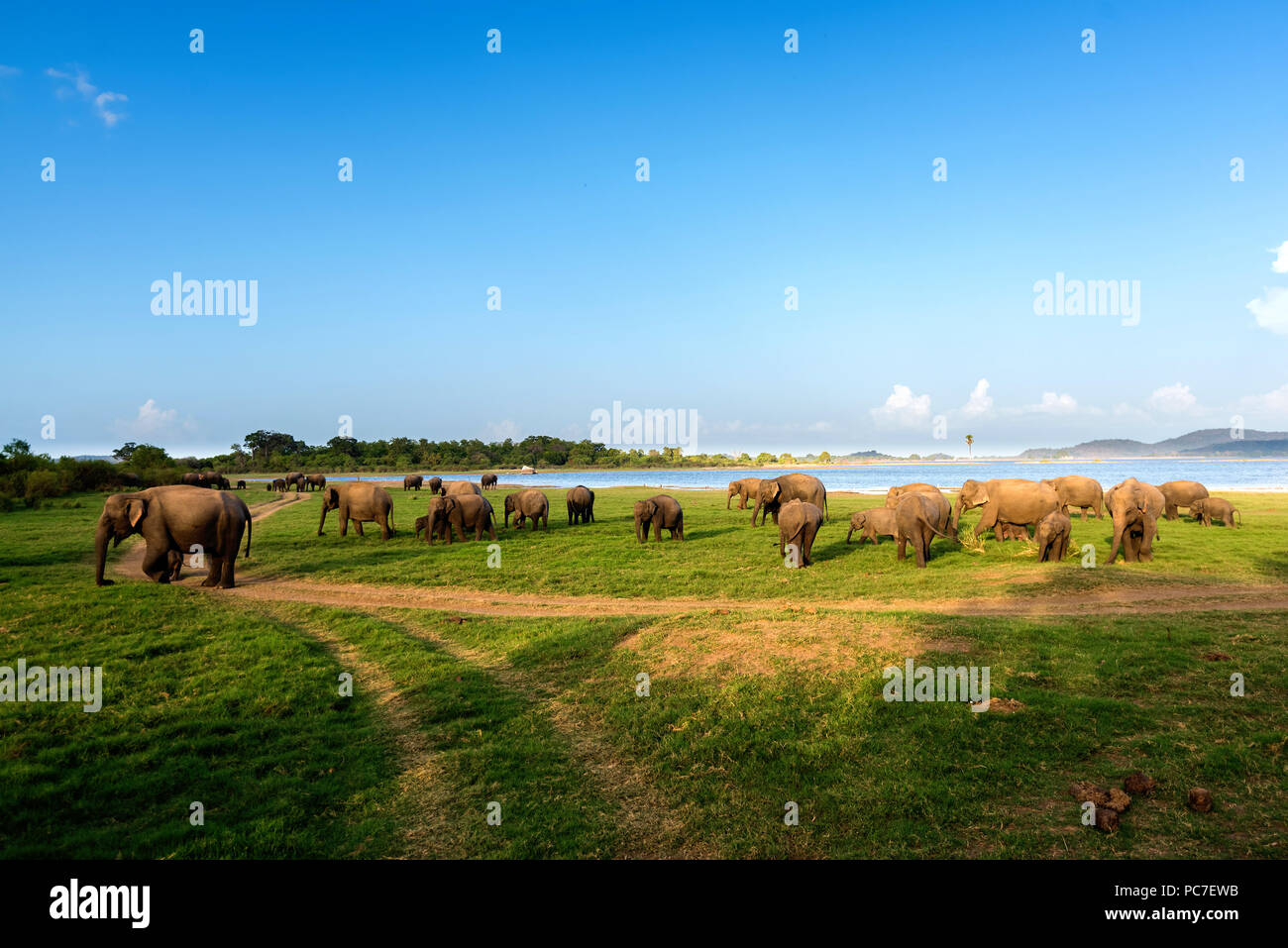 Elefanten im Dschungel in Sri Lanka Stockfoto