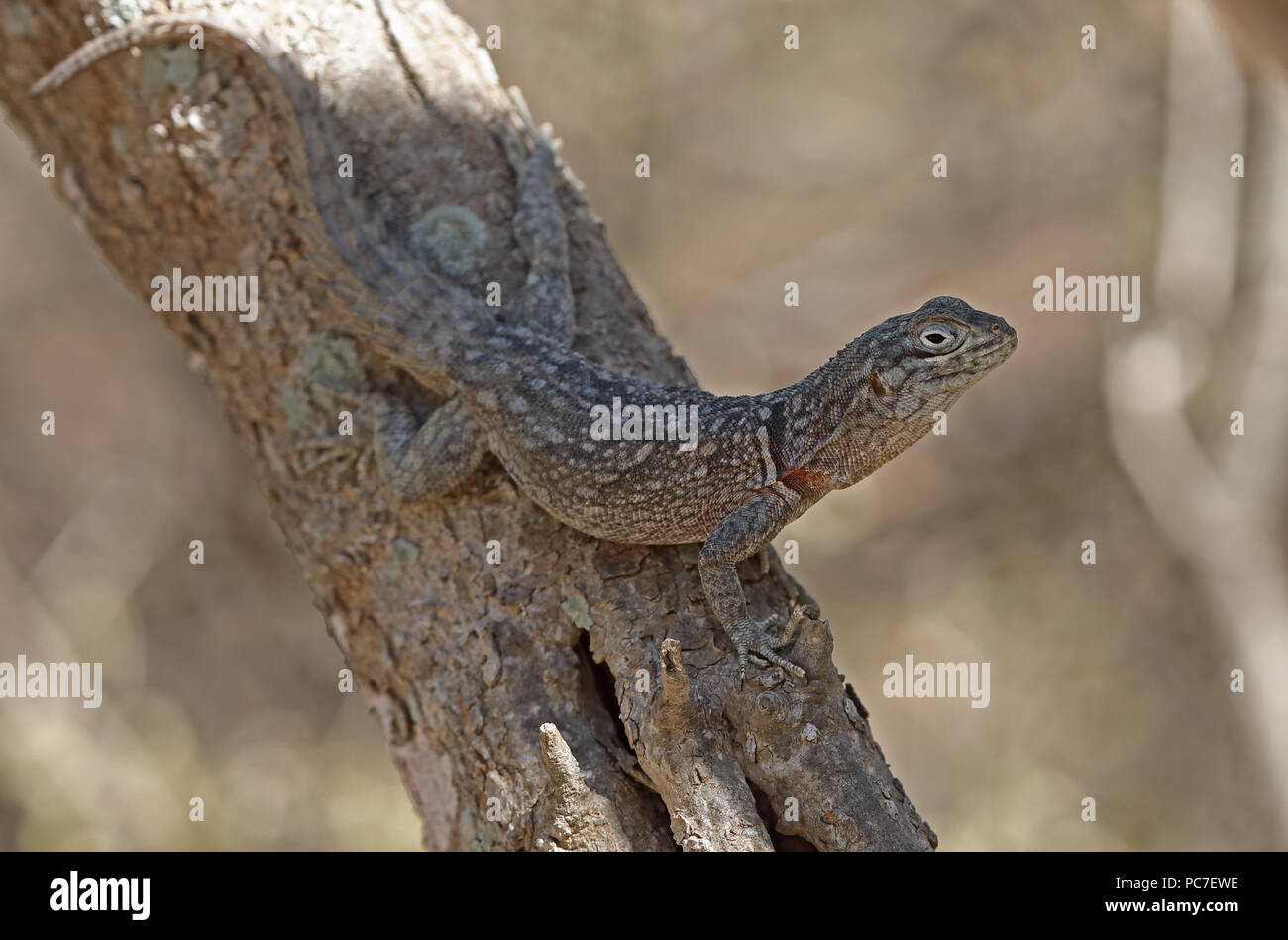 Merrem Madagaskars Swift (Oplurus cyclurus) Erwachsenen auf Baumstamm, der Madagassischen endemisch Tulear, Madagaskar November Stockfoto