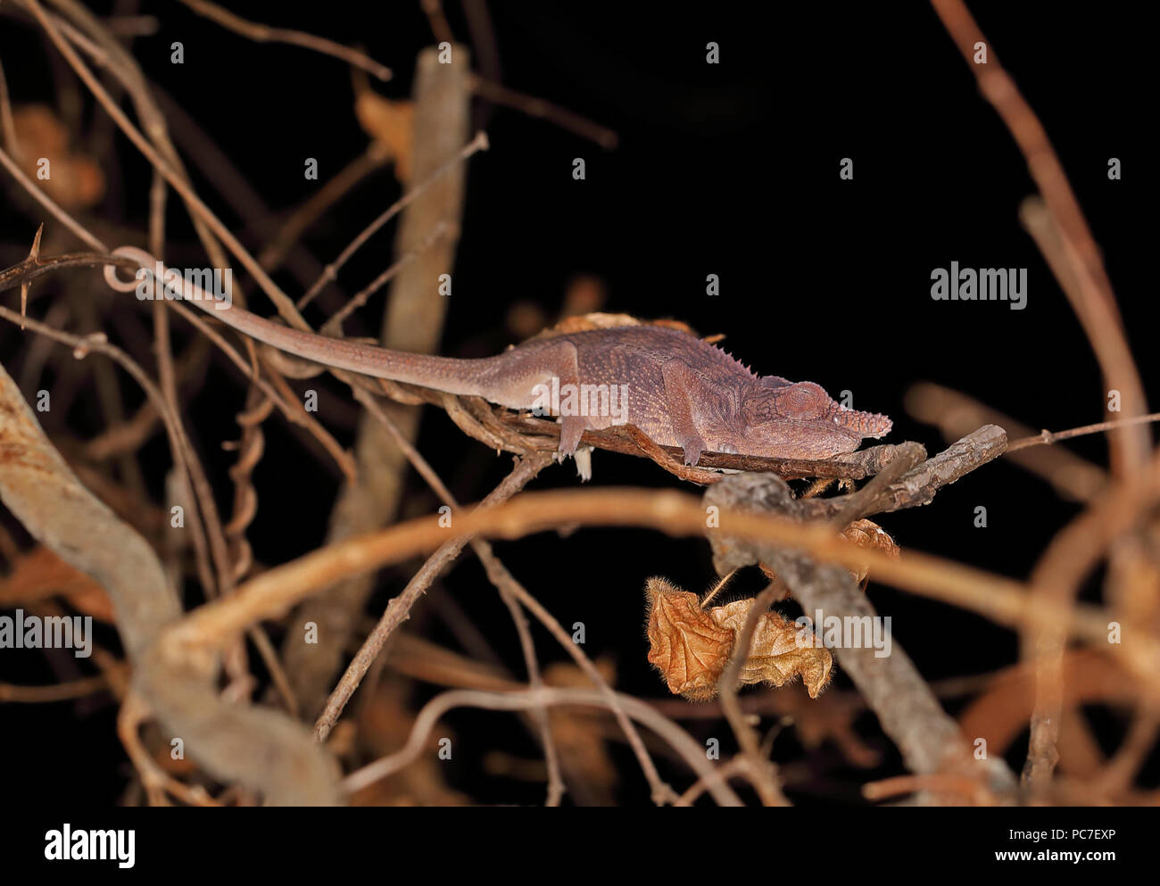 Rhinoceros Chameleon (Furcifer rhinoceratus) Erwachsenen klammerte sich nachts zu schlafen zu verzweigen, madagassischen endemisch Ampijoroa Wald Station, Ankarafantsika Stockfoto