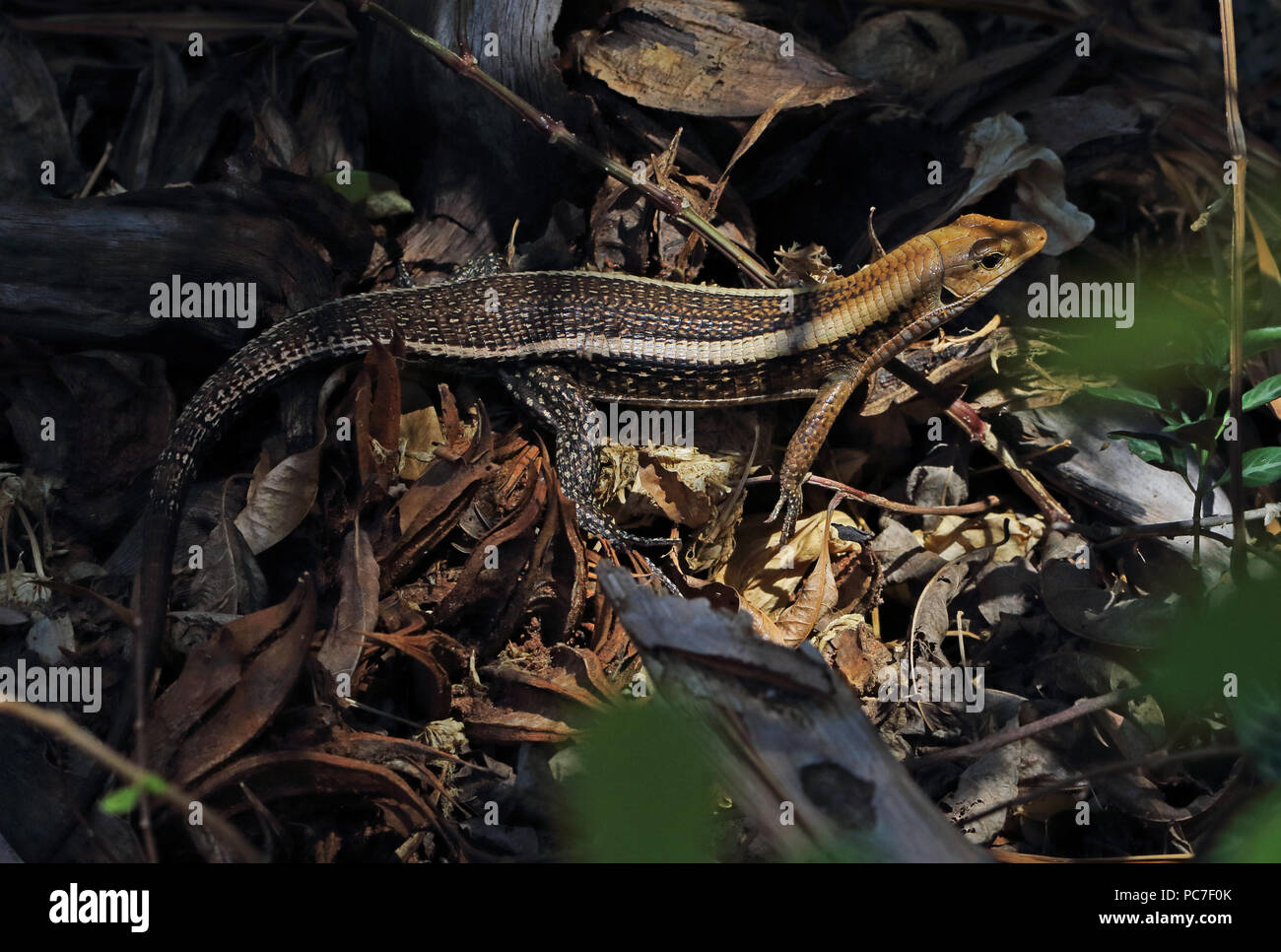 Western Girdled Lizard (Zonosaurus laticaudatus) Erwachsenen auf dem Waldboden, der Madagassischen endemisch Ampijoroa Wald Station, Ankarafantsika finden, Madagasc Stockfoto