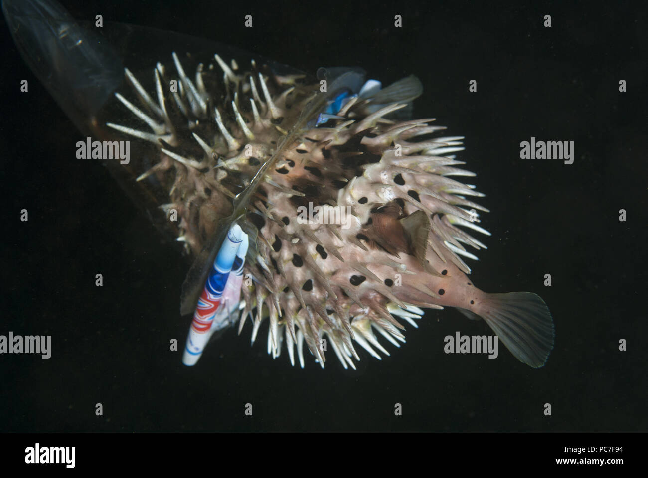 Orbicular Burrfish (Cyclichthys orbicularis), aufgeblasen wie in Schale aus Kunststoff geklebt, TK 1 Tauchplatz, der Lembeh Straße, Sulawesi, Indonesien Stockfoto