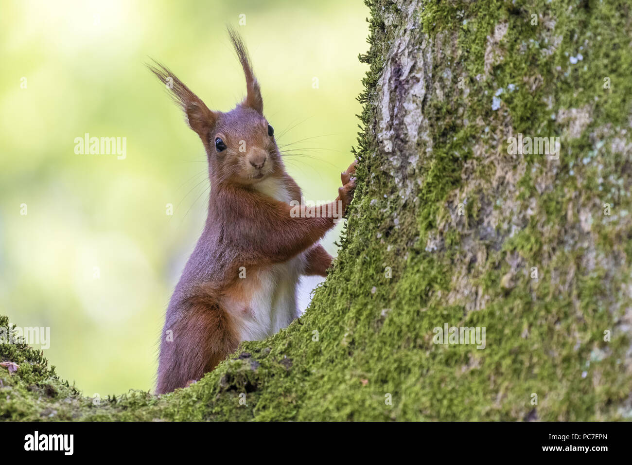 Eichhörnchen (Sciurus vulgaris) auf einem Baum mit Moos, Trier, Rheinland-Pfalz, Deutschland, April Stockfoto