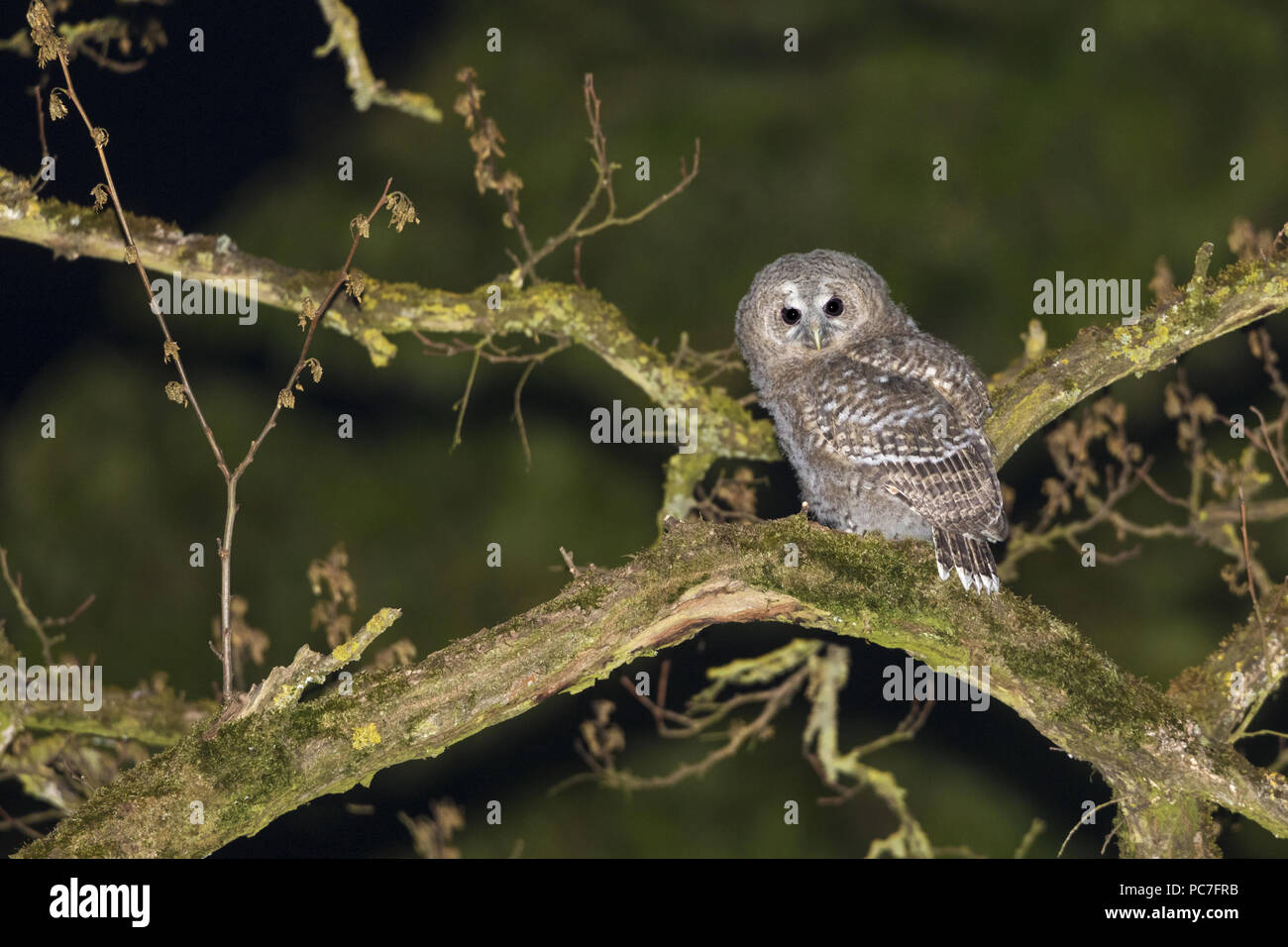 Waldkauz (Strix aluco), Jungen auf Zweig in der Nacht, Trier, Rheinland-Pfalz, Deutschland thront, kann Stockfoto
