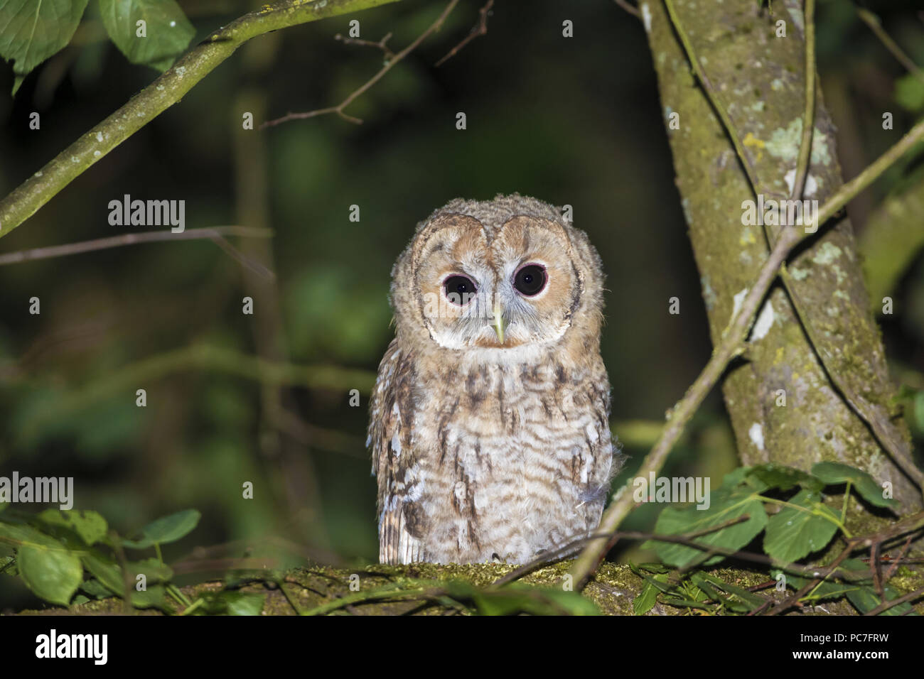 Waldkauz (Strix aluco), Junge am Baum bei Nacht, Trier, Rheinland-Pfalz, Deutschland thront, kann Stockfoto
