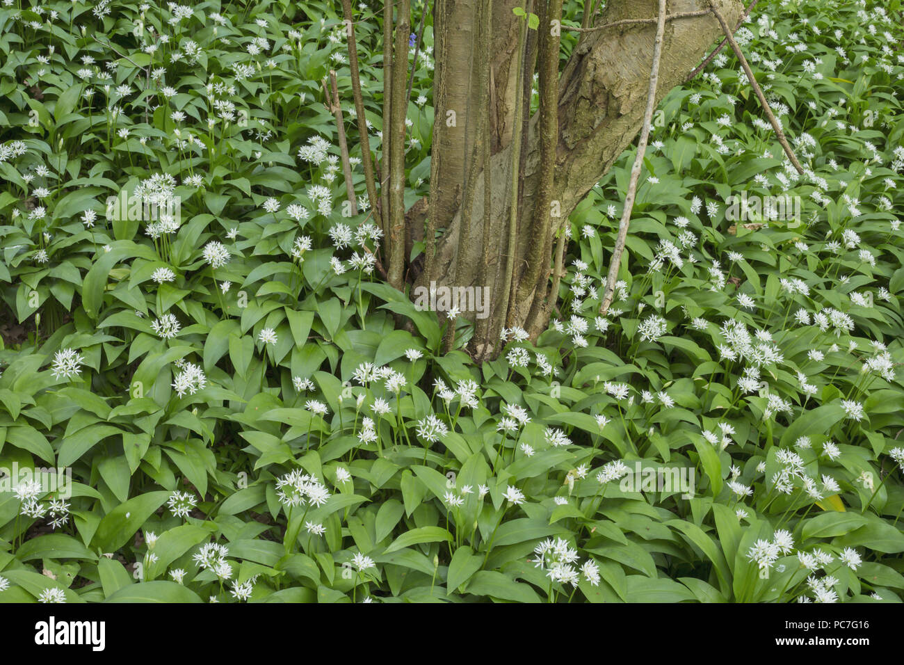 Bärlauch (Allium ursinum) Blühende Masse, und gemeinsame Hasel (Corylus avellana), Hetchell Holz, West Yorkshire, England, kann Stockfoto