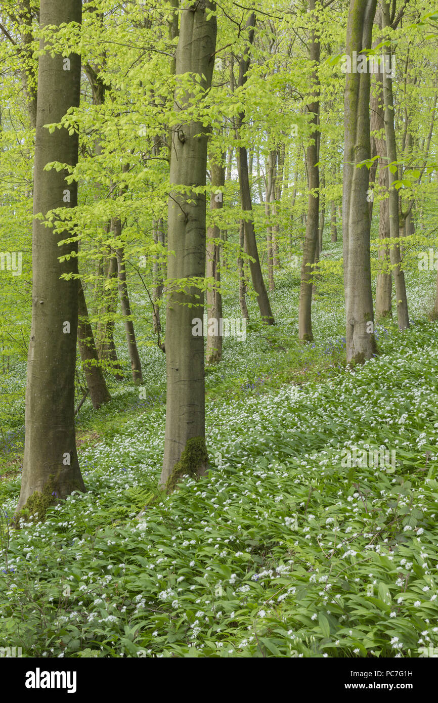 Blick auf gemeinsame Buche (Fagus sylvatica) und Bärlauch (Allium ursinum), Skipton Castle Holz, Skipton, North Yorkshire, England, kann Stockfoto