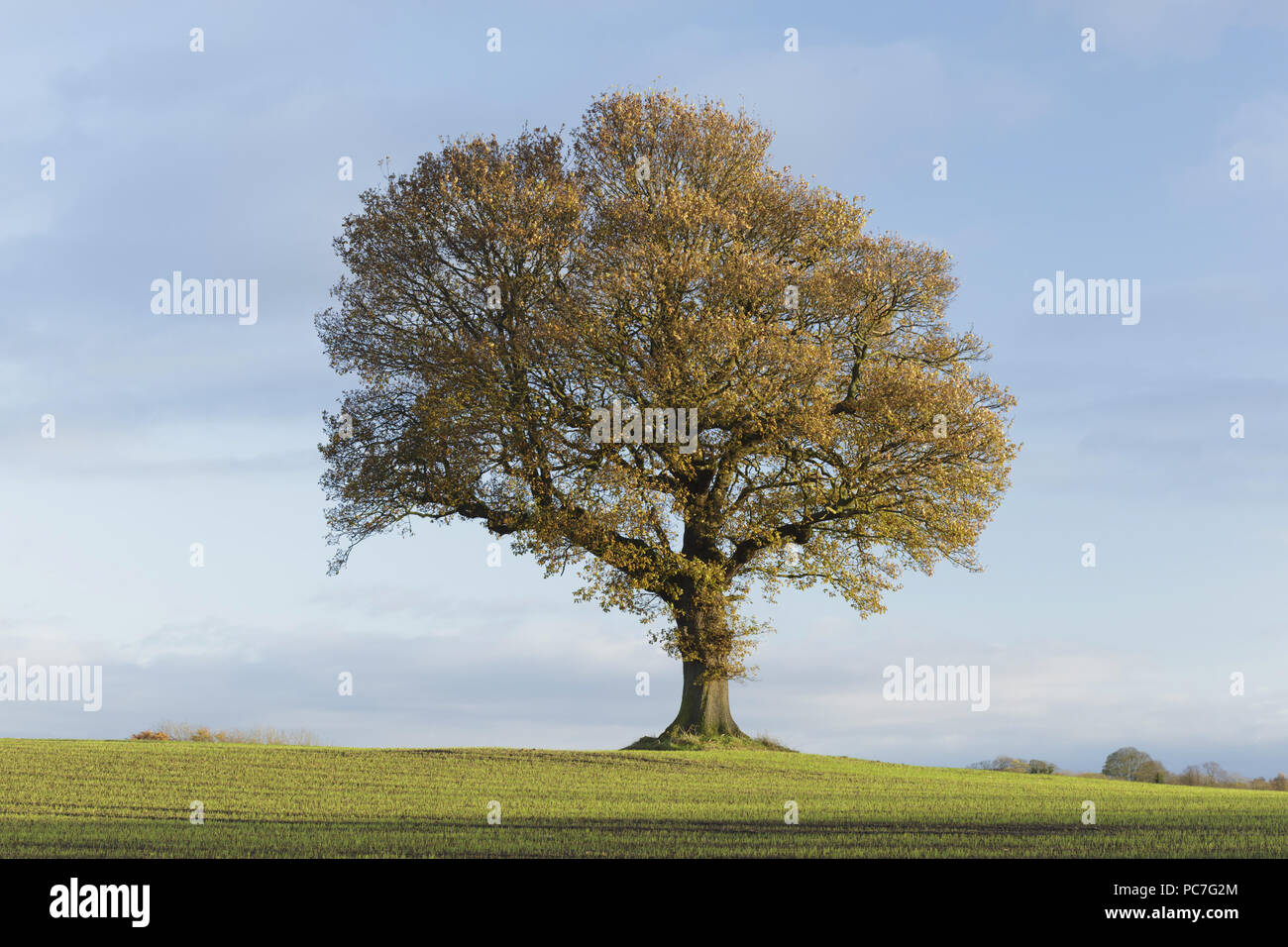 Englisch Eiche (Quercus robur) Baum, im Getreidefeld, Ackerland, West Yorkshire, England, November Stockfoto