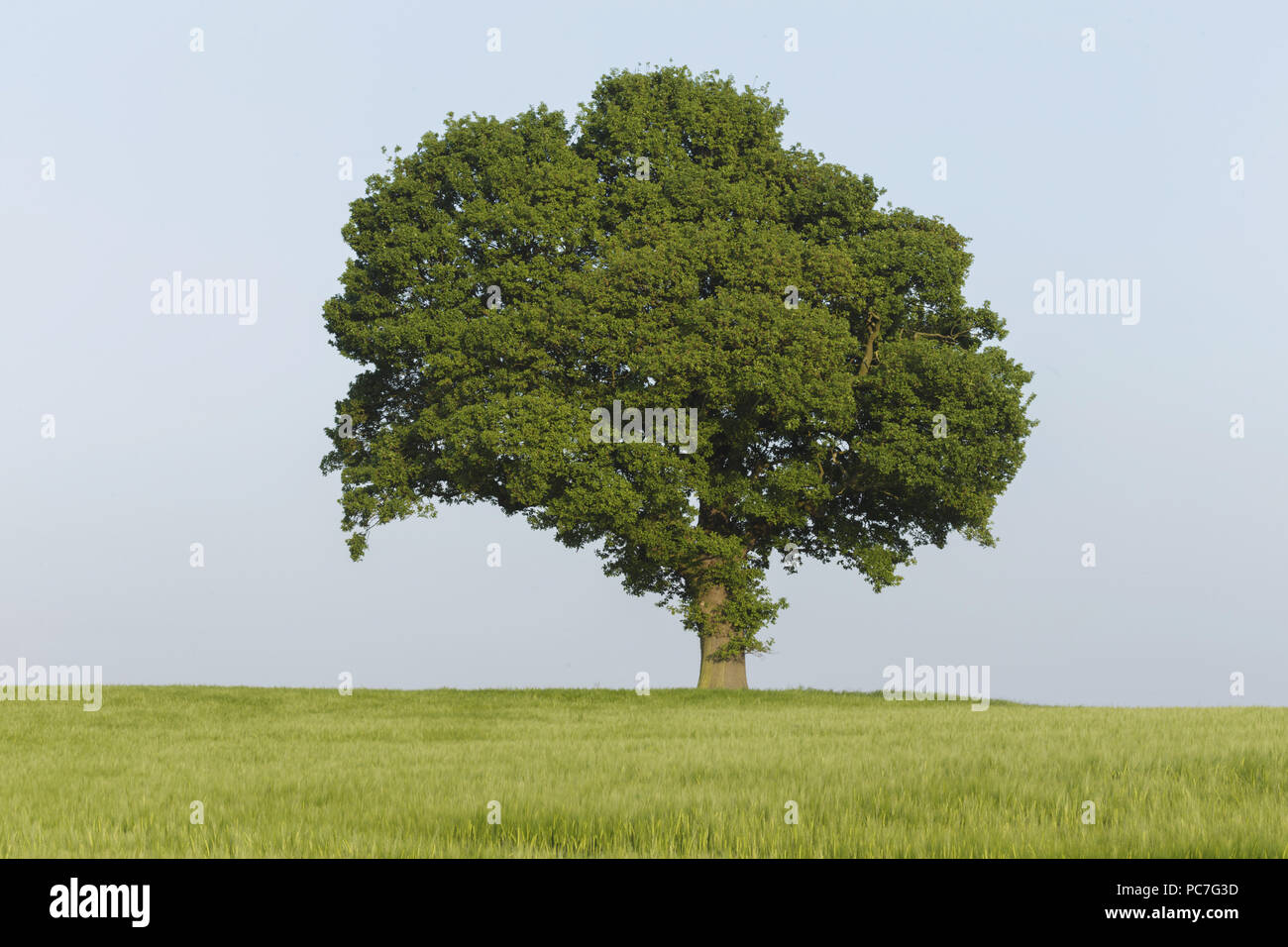 Englisch Eiche (Quercus robur) Baum, im Bereich der Unreife Gerste stehend, West Yorkshire, England, kann Stockfoto
