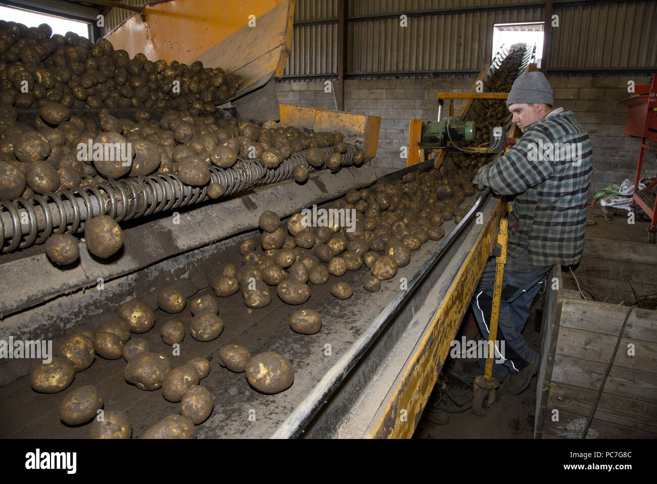 Sortierung von Kartoffeln, da Sie einen Aufzug fahren auf Waschen und Sortieren Einheit auf einem Bauernhof, Ormskirk, Lancashire. Stockfoto