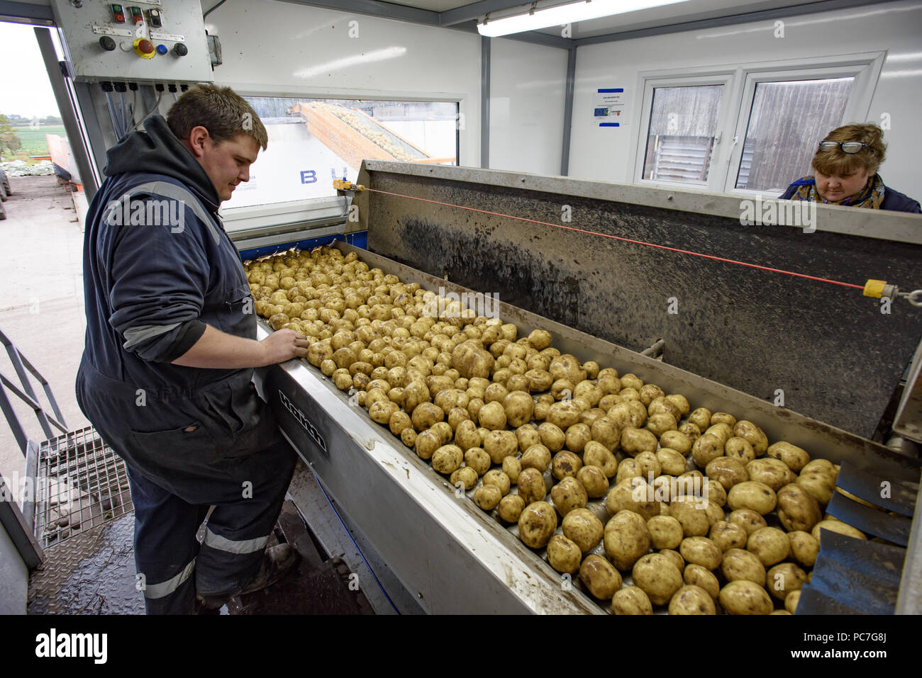 Sortierung von Kartoffeln nach dem Waschen und vor dem Laden zu einem Lkw auf einem Bauernhof, Ormskirk, Lancashire. Stockfoto