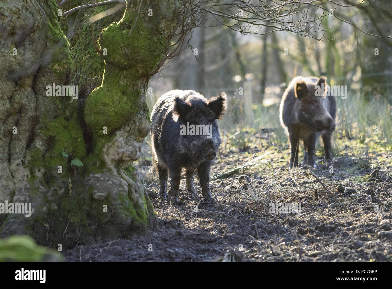 Wildschwein Sauen, Bowland Wildschwein Park, Chipping, Preston, Lancashire, Großbritannien. Stockfoto