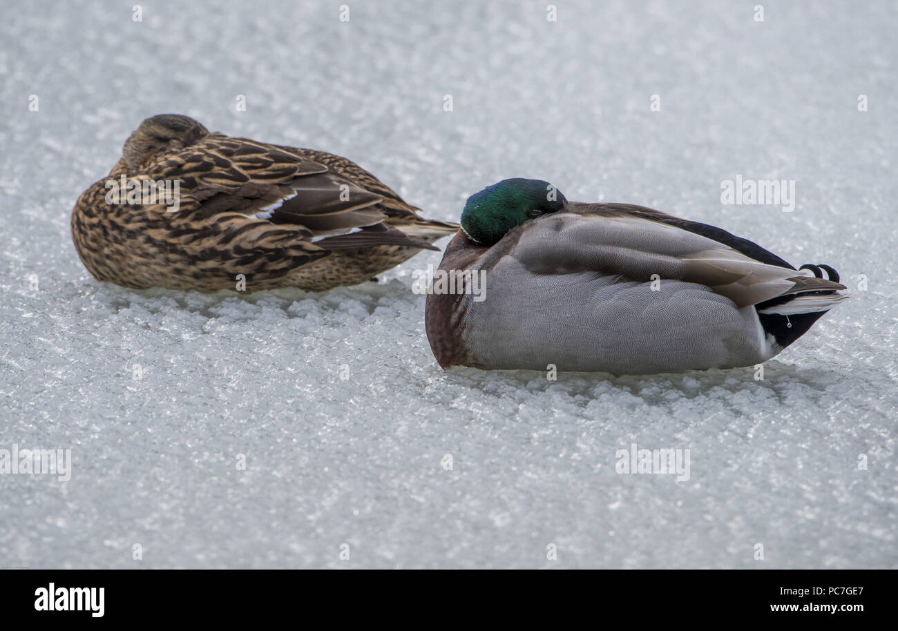 Stockenten schlafen auf dem gefrorenen Mühle Teich an der Splitterung, Preston, Lancashire, wo die Tagestemperaturen nicht über den Gefrierpunkt steigt. Stockfoto