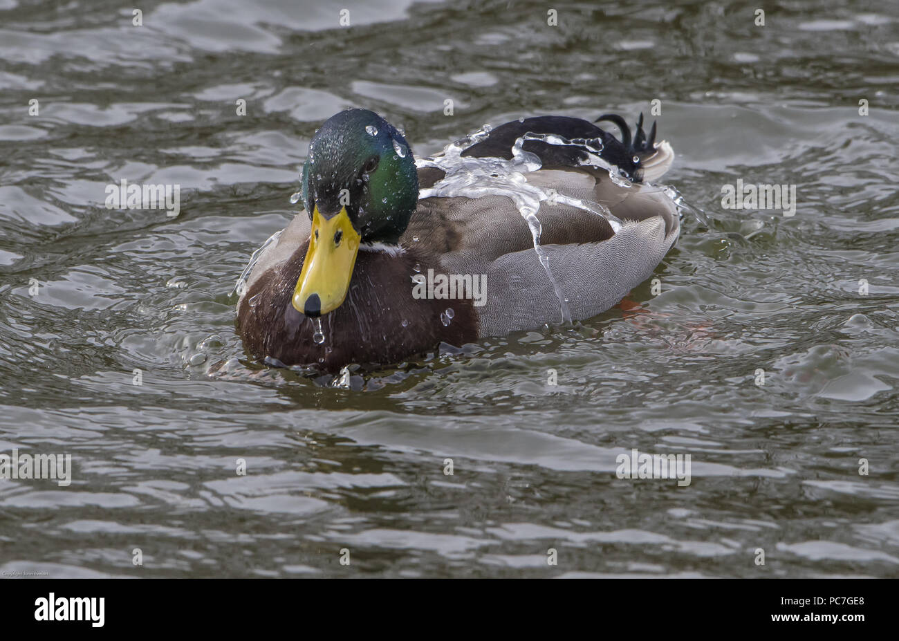 Eine Stockente ein erfrischendes Waschen auf dem gefrorenen Mühle Teich an der Splitterung, Preston, Lancashire, wo die Tagestemperaturen nicht über dem Gefrierpunkt steigen Stockfoto