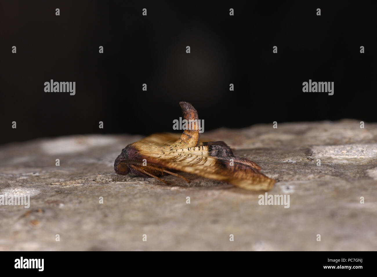 Versengte Flügel Motte (Plagodis dolabraria) männlichen Erwachsenen in typische Ruheposition mit angehobenem Bauch, Monmouth, Wales, Juni Stockfoto