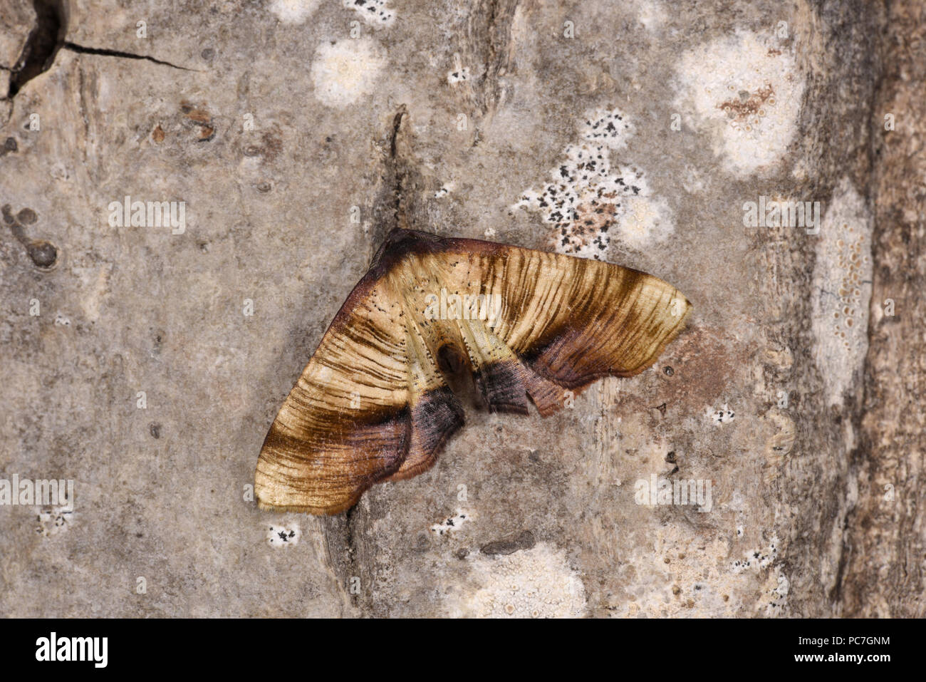 Versengte Flügel Motte (Plagodis dolabraria) männlichen Erwachsenen in typische Ruheposition mit angehobenem Bauch, Monmouth, Wales, Juni Stockfoto