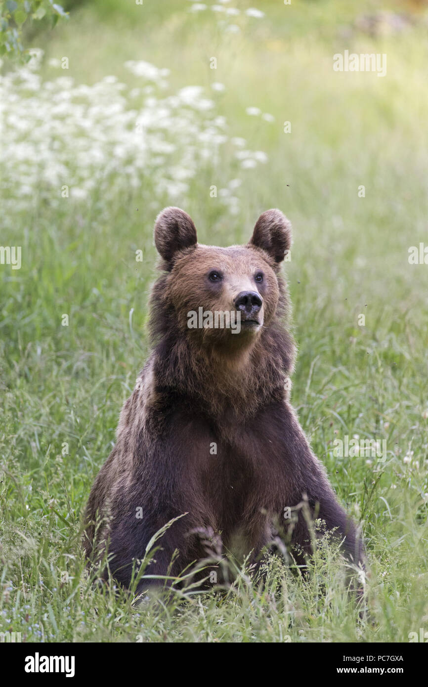 Europäische Braunbär (Ursus arctos arctos) Erwachsene, sittiing im Grünland, Siebenbürgen, Rumänien, Juni Stockfoto