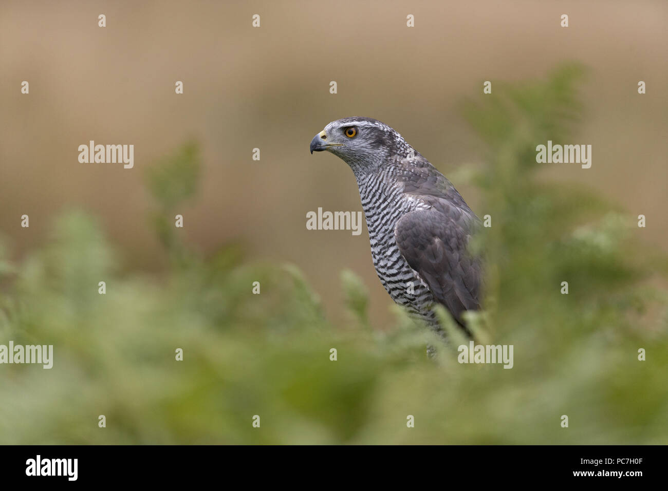 Northern Habicht (Accipiter gentilis) erwachsene Frau, hinter Bracken, Suffolk, England gehockt, September, Gegenstand gesteuert Stockfoto