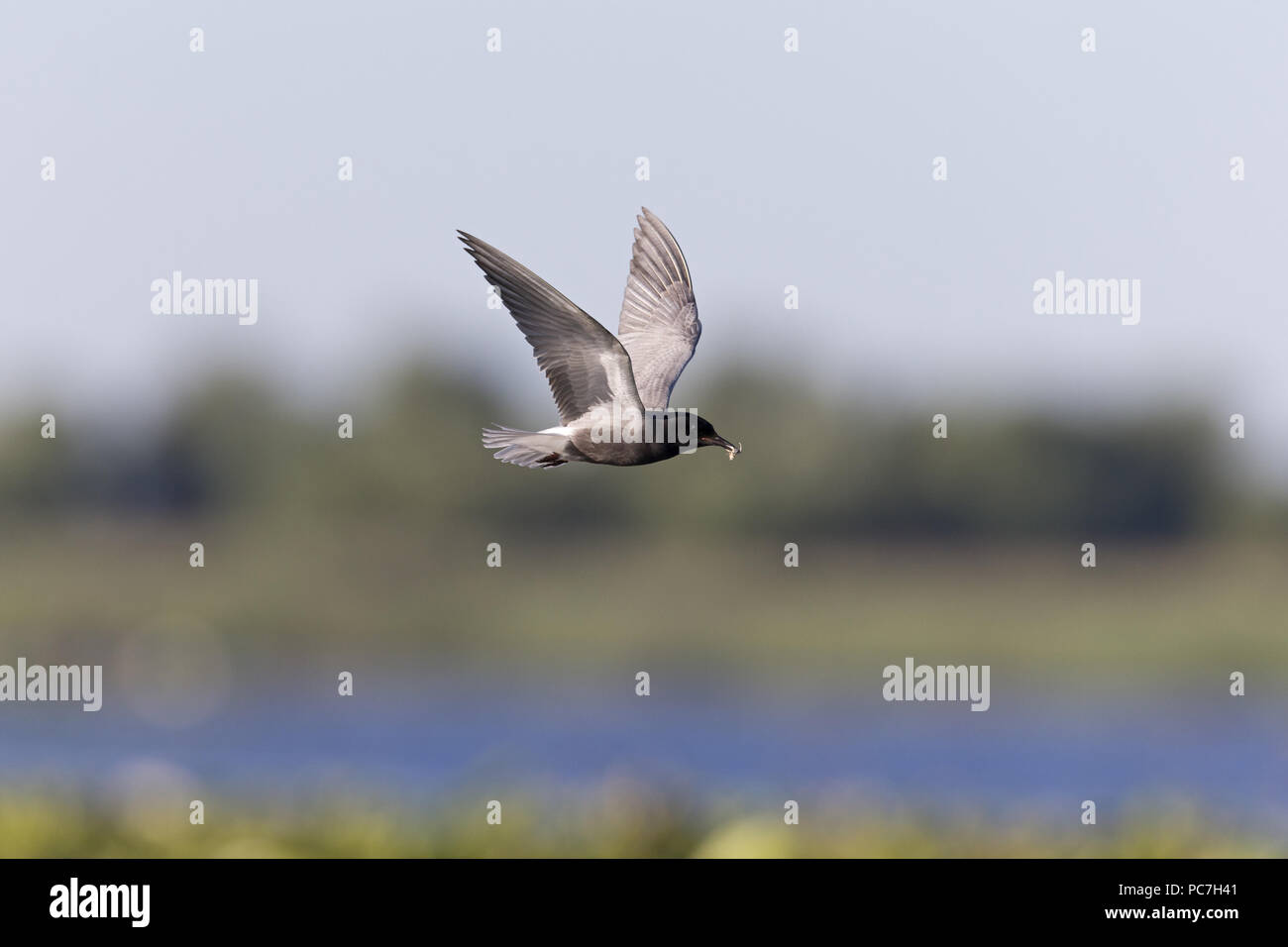 Schwarz Tern (Chlidonias niger) Sommer Gefieder erwachsener, Fliegen, mit Beute im Schnabel, Donaudelta, Rumänien, Juni Stockfoto