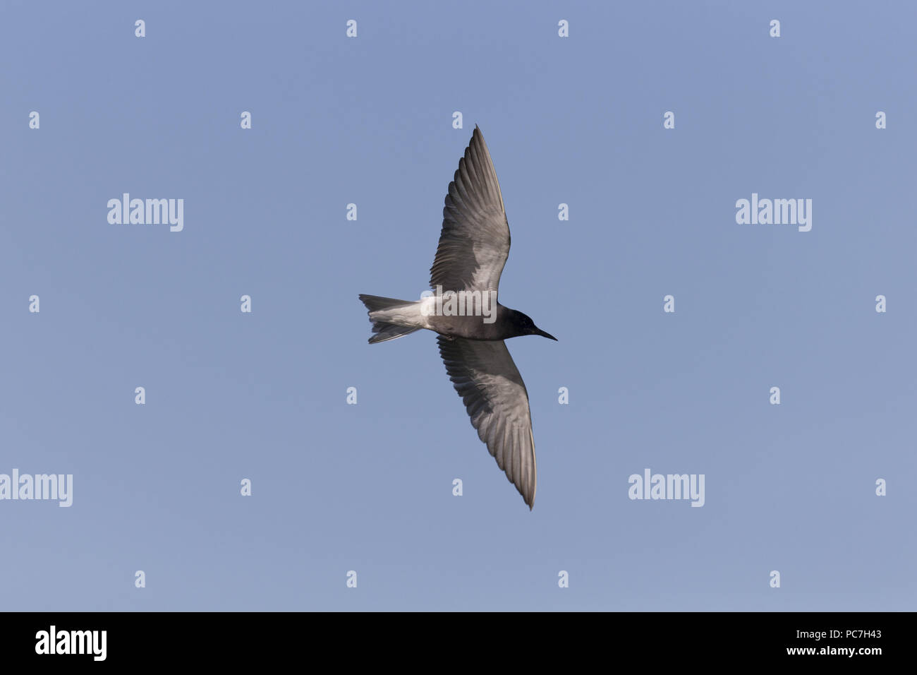 Schwarz Tern (Chlidonias niger) Sommer Gefieder erwachsener, Fliegen, Donaudelta, Rumänien, Juni Stockfoto