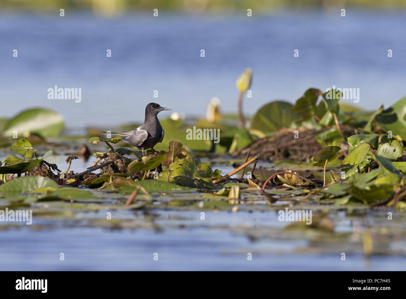Schwarz Tern (Chlidonias niger) Sommer Gefieder erwachsener, stehend auf seerose Wurzel, Donaudelta, Rumänien, Juni Stockfoto