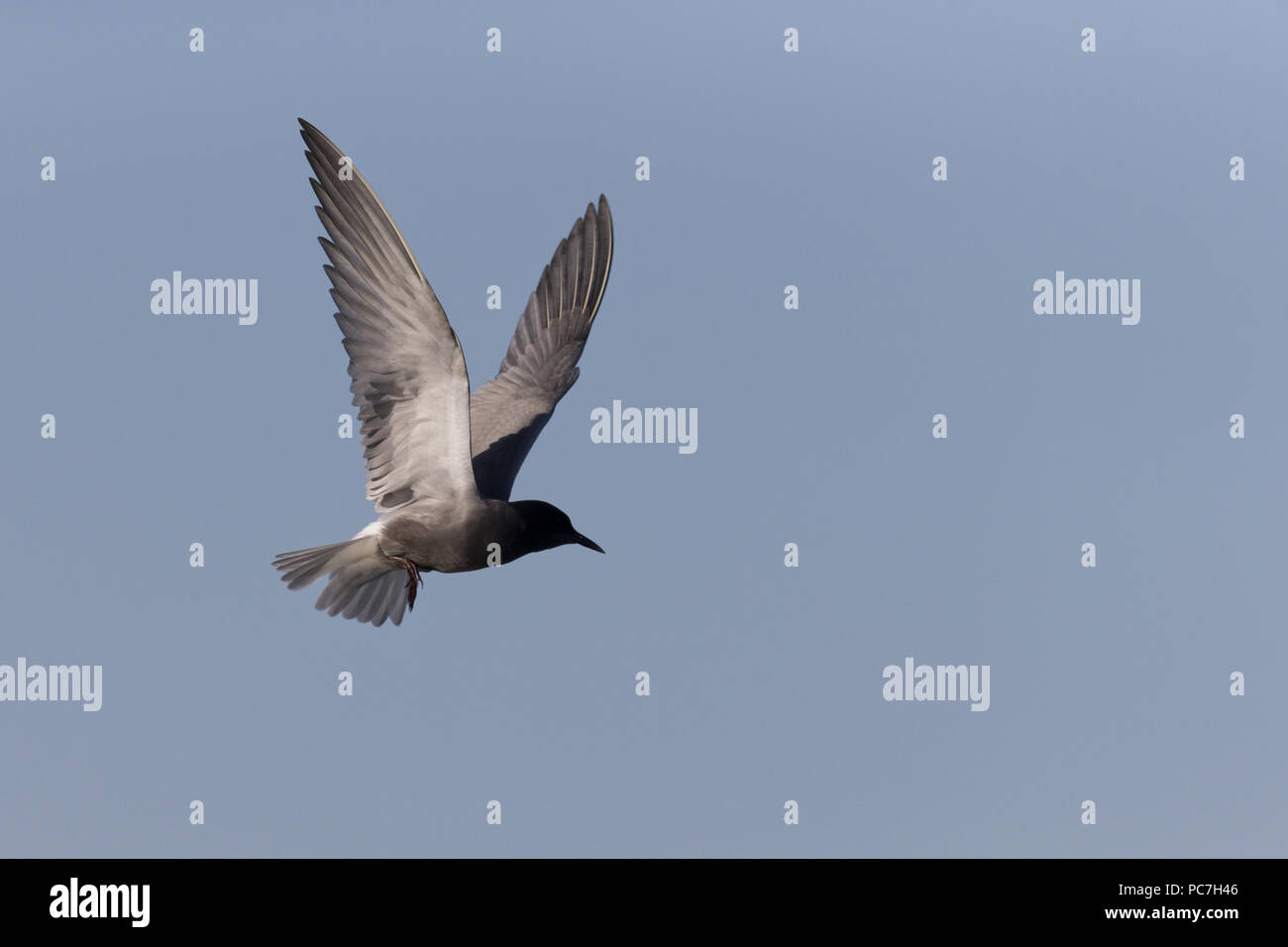 Schwarz Tern (Chlidonias niger) Sommer Gefieder erwachsener, Fliegen, Donaudelta, Rumänien, Juni Stockfoto