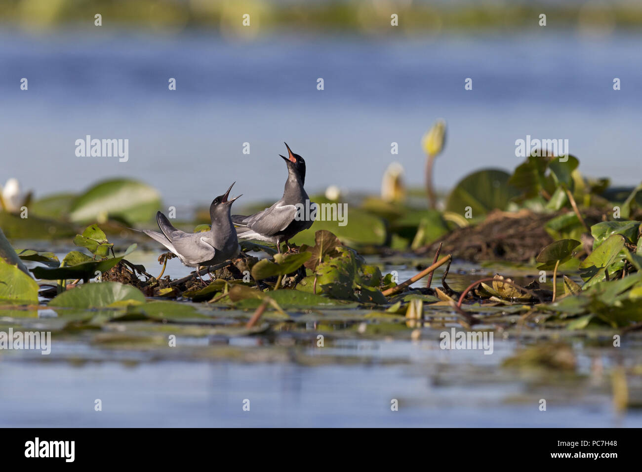 Schwarz Tern (Chlidonias niger) Sommer Gefieder nach Paar, stehend auf seerose Wurzel, Berufung, Donaudelta, Rumänien, Juni Stockfoto