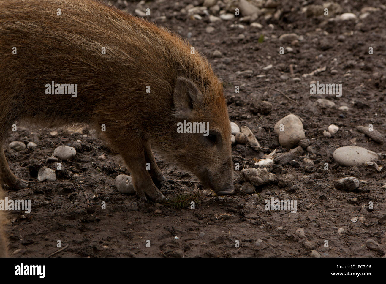 Single Wildschwein Wildschwein junge Anfänger in organischen respektvoll Streichelzoo Stockfoto