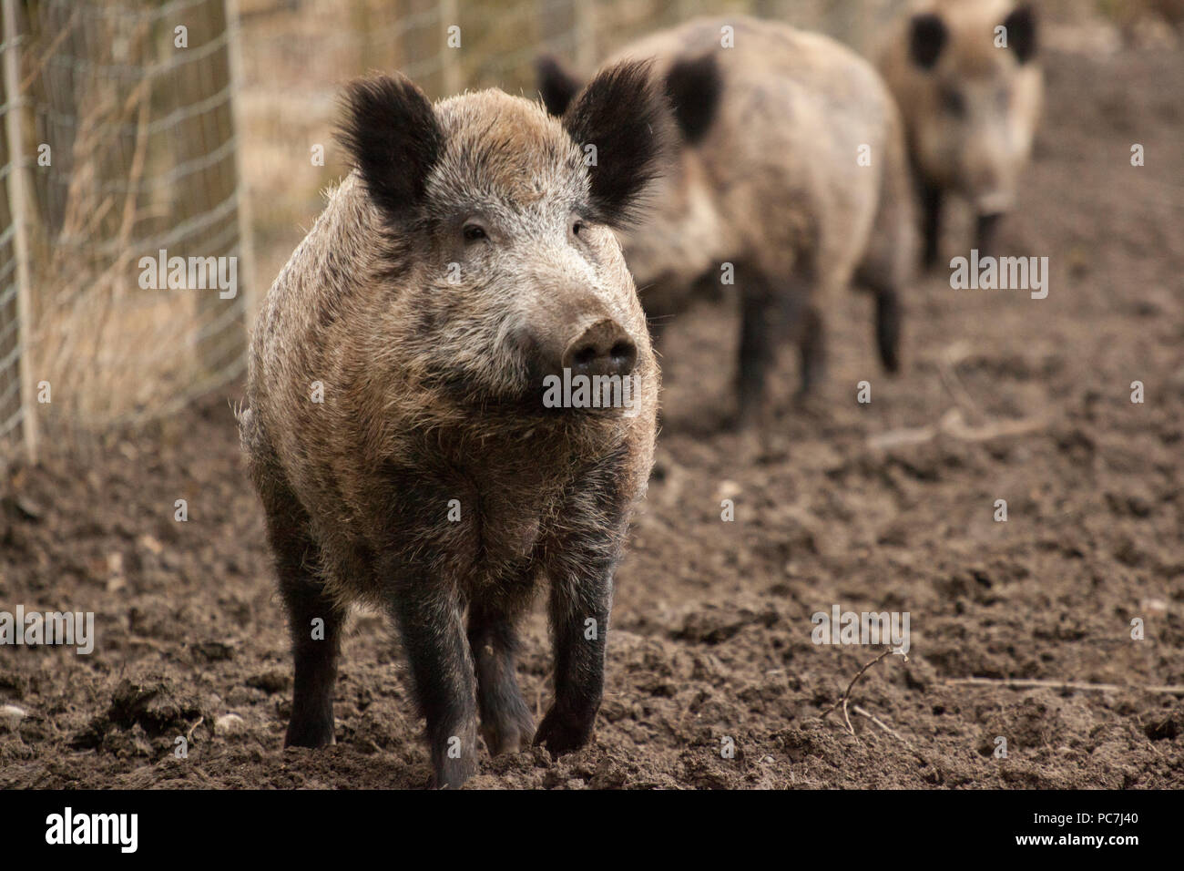 Wildschwein Wildschweine Familie in organischen respektvoll Streichelzoo Stockfoto