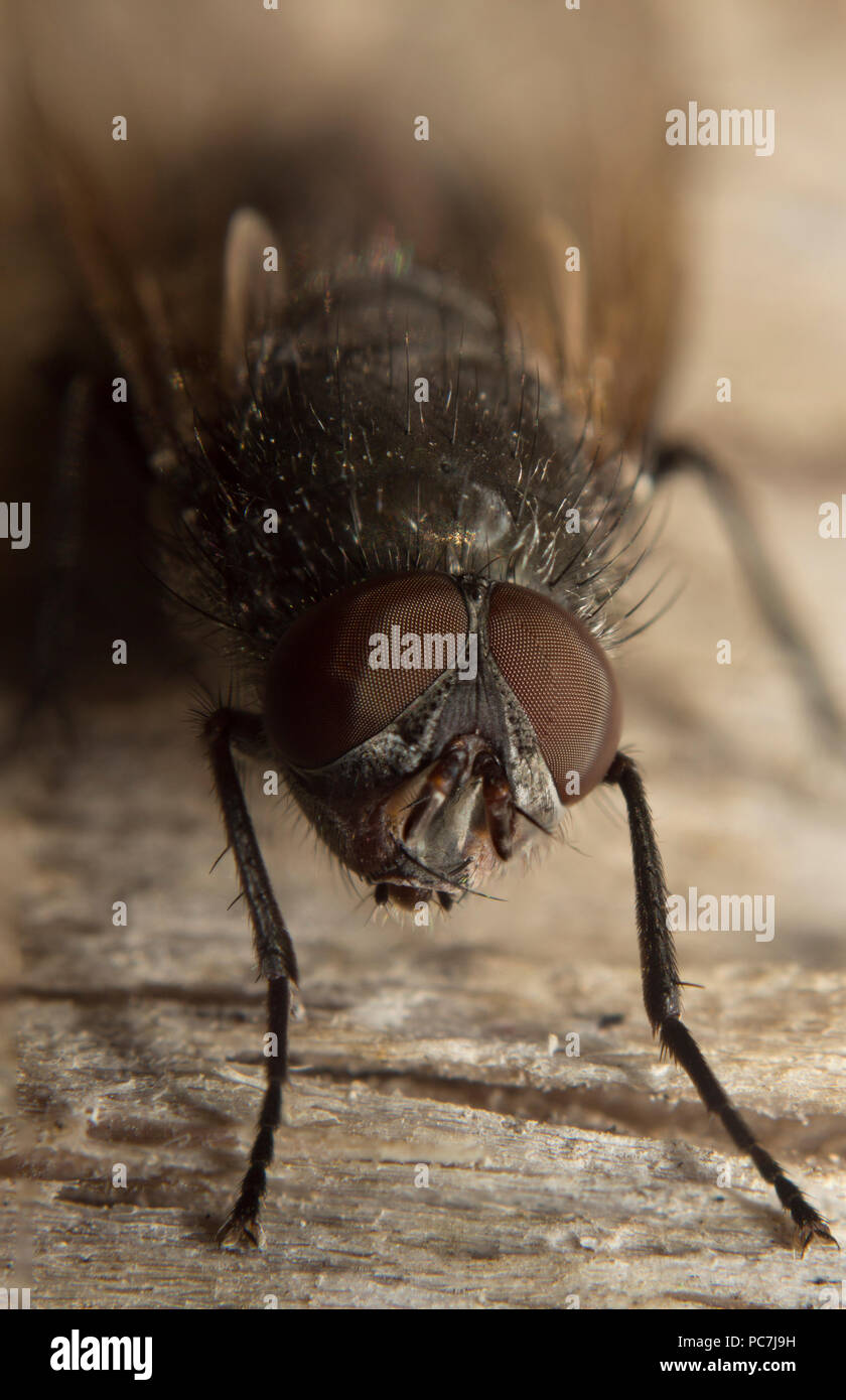 Haus fliegen Makro hohe Auflösung insekt Auge Closeup Portrait Stockfoto