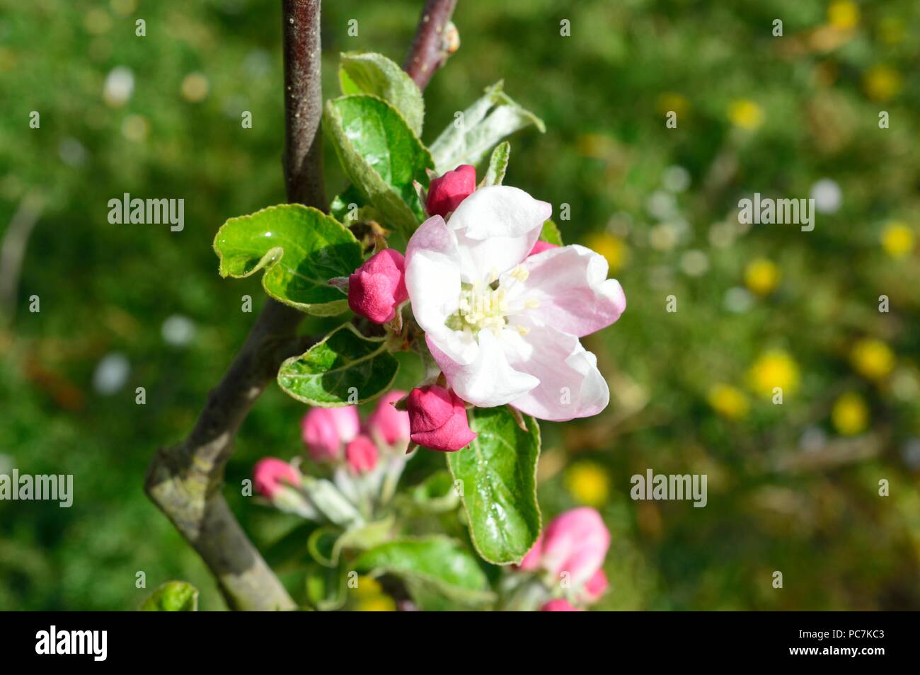 Apple unbekannt Stockfoto