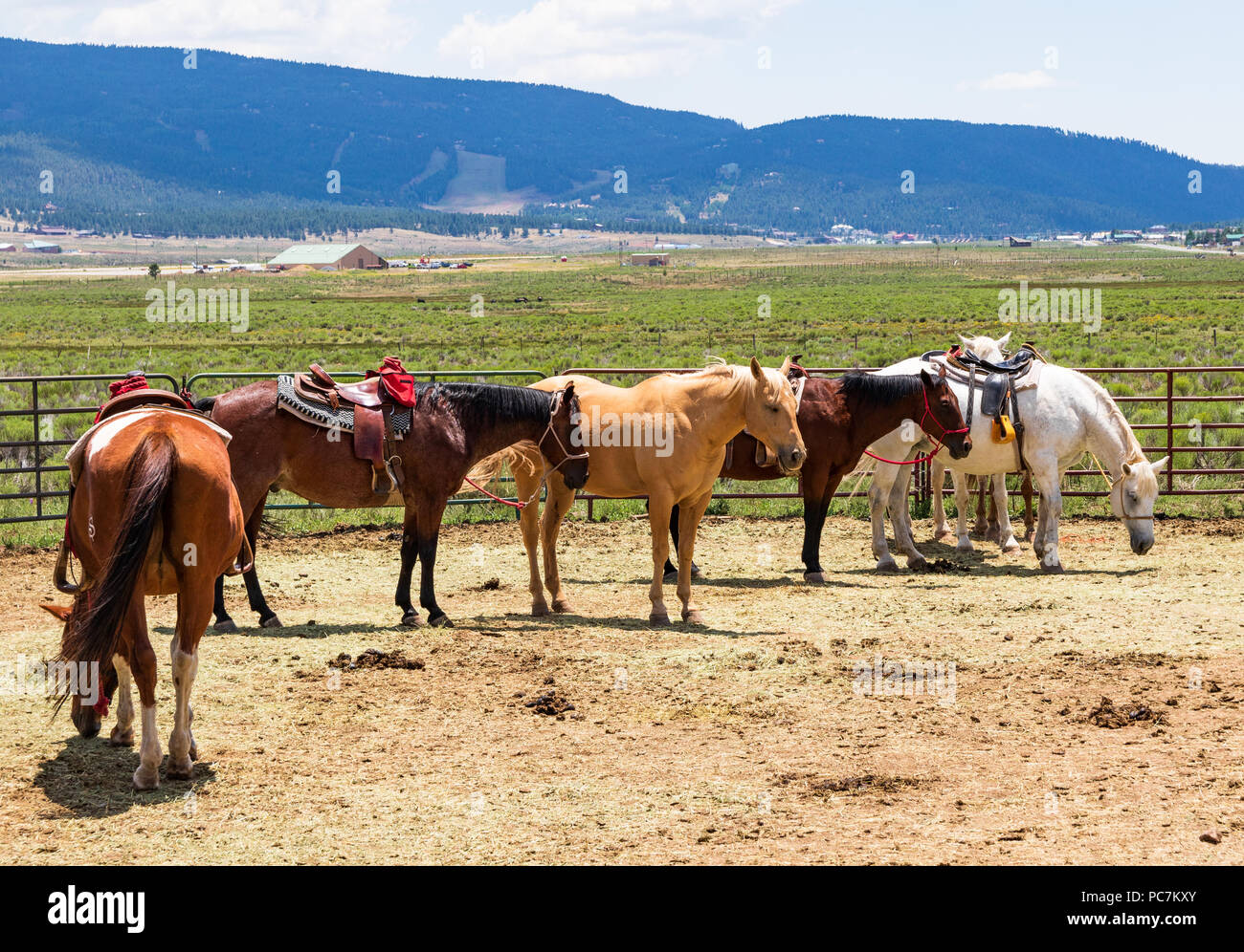 Engel Feuer, NM, USA-7 Juli 18: Ein corral enthält Pferden, einige bereits gesattelt, warten auf ihre Reiter, in einer kleinen Stadt in der Nähe von Taos, NM. Stockfoto