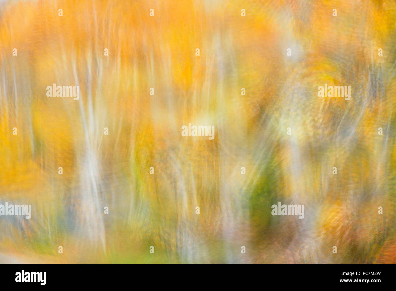 Weiße Birke Wald im Herbst Farbe wie durch einen verregneten Windschutzscheibe, Greater Sudbury, Ontario, Kanada gesehen Stockfoto