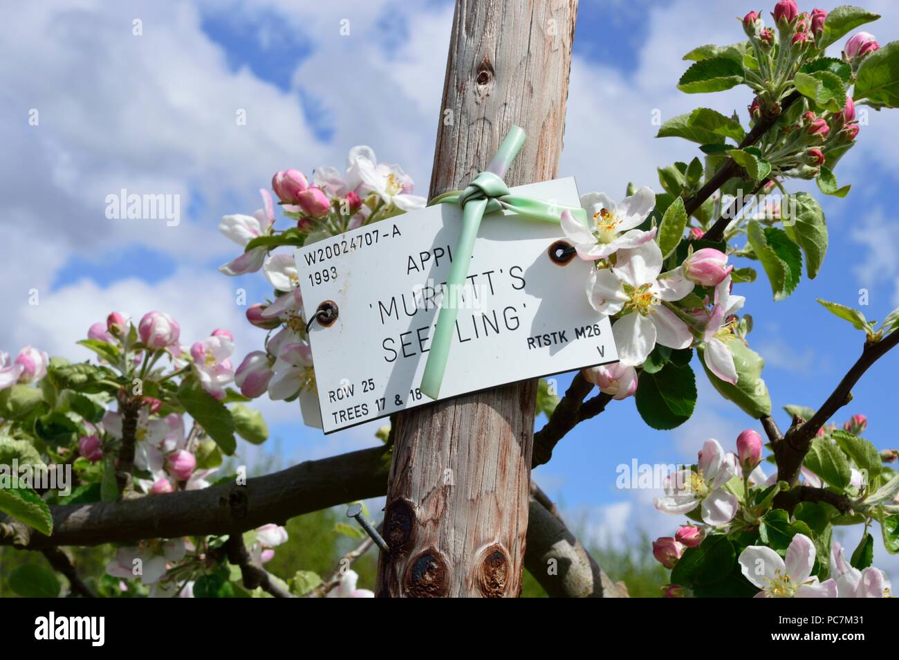 Apple unbekannt Stockfoto