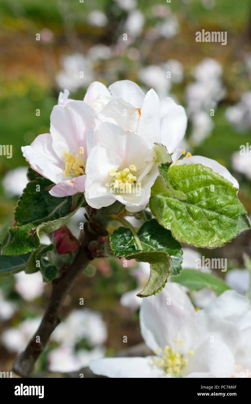 Apple unbekannt Stockfoto