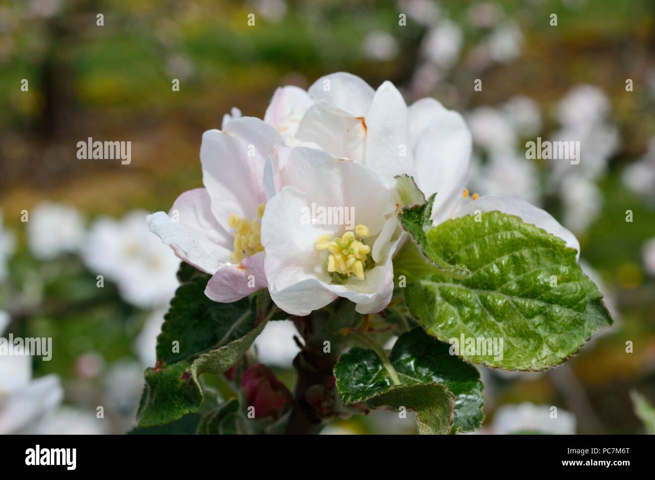 Apple unbekannt Stockfoto
