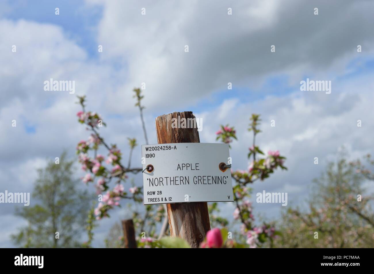 Apple unbekannt Stockfoto