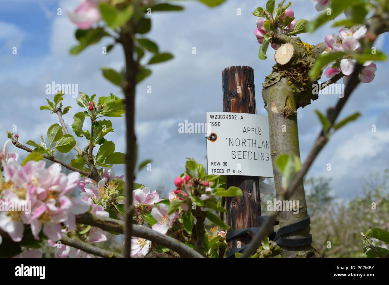 Apple unbekannt Stockfoto
