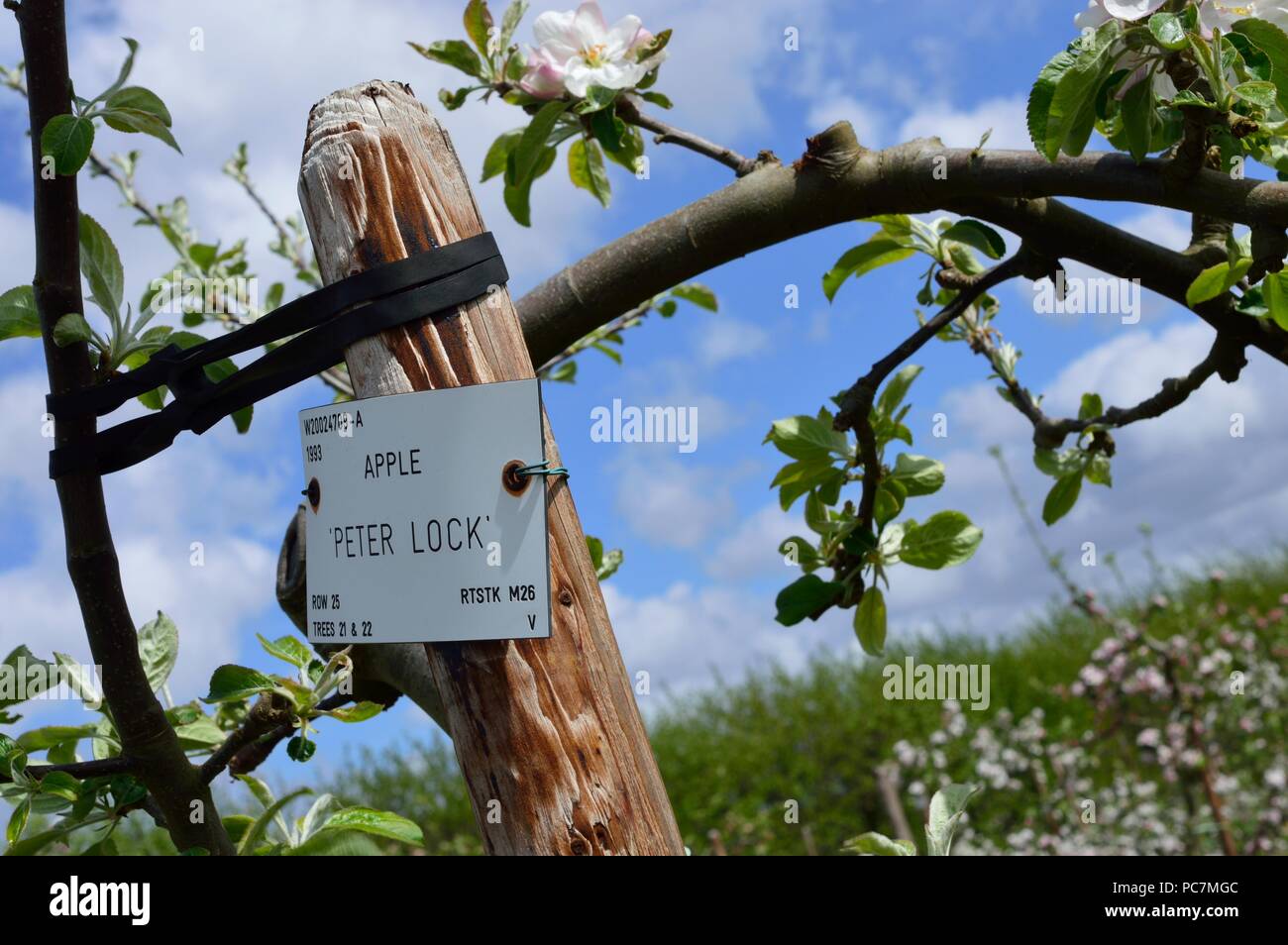 Apple unbekannt Stockfoto
