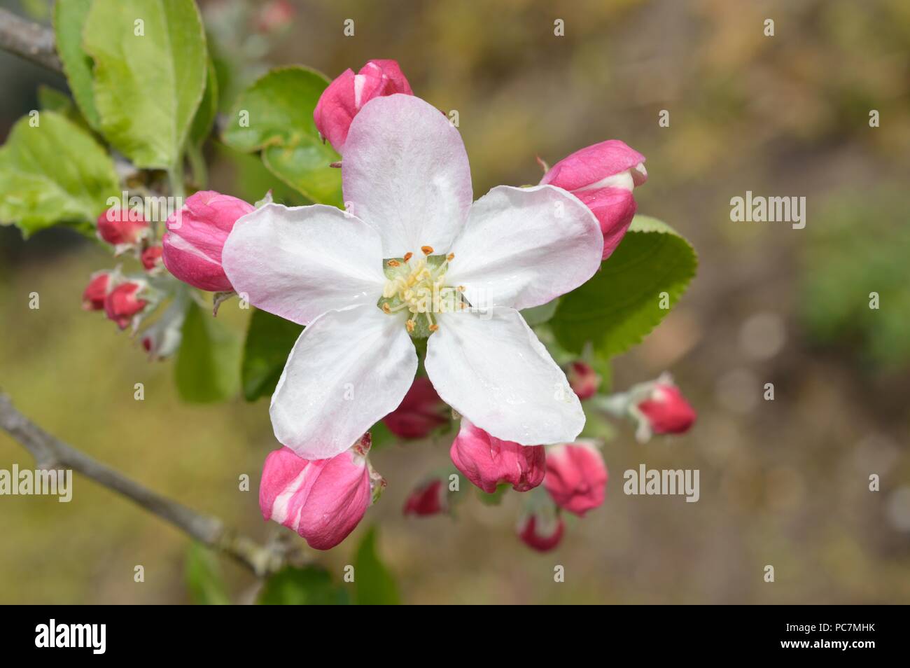 Apple unbekannt Stockfoto