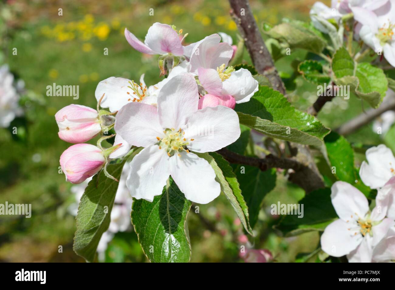 Apple unbekannt Stockfoto