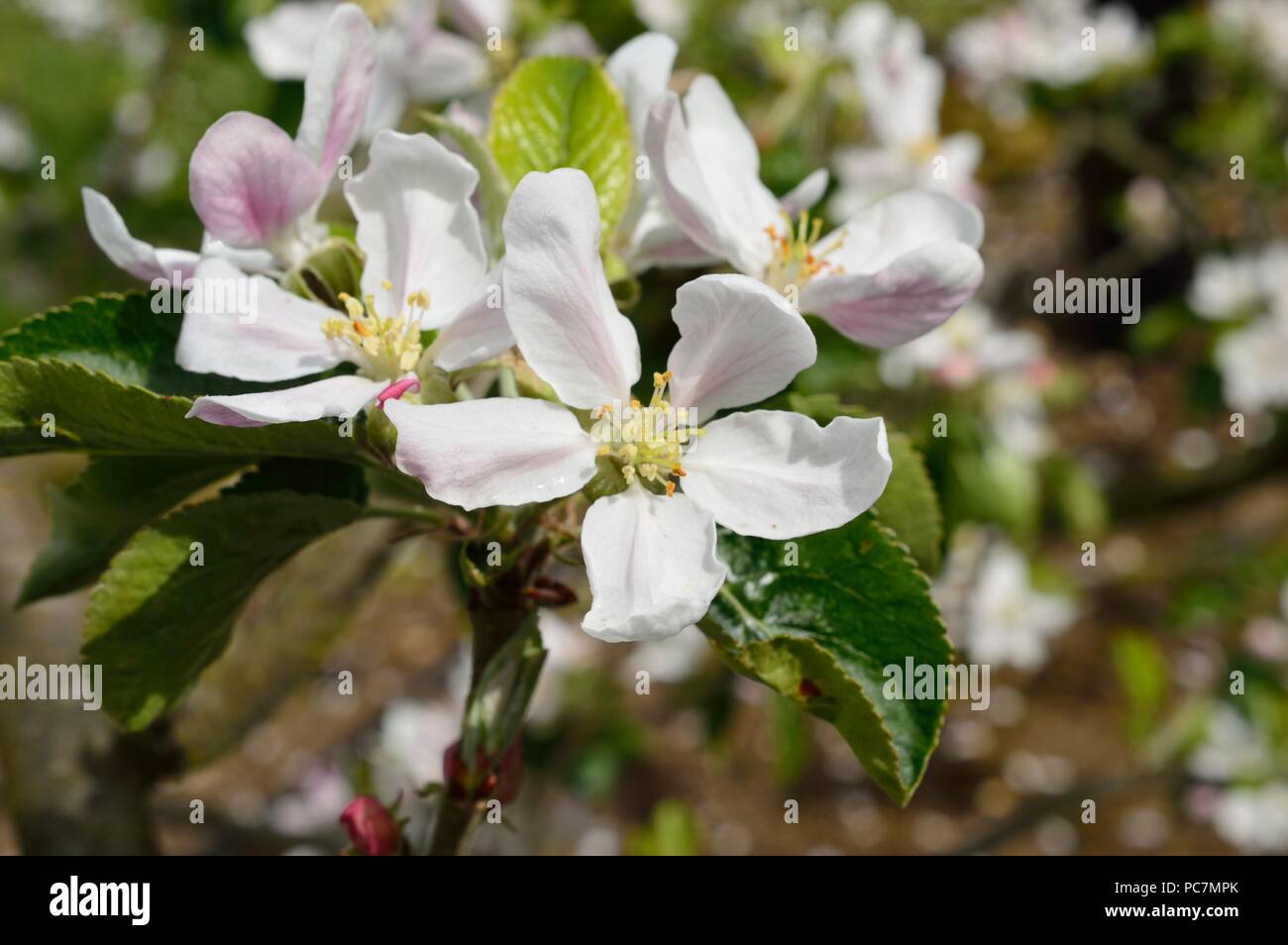 Apple unbekannt Stockfoto