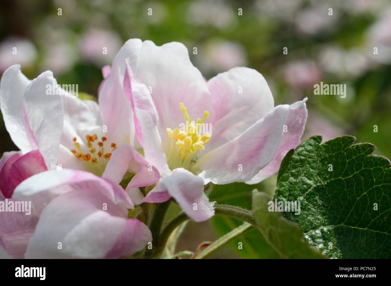 Apple unbekannt Stockfoto